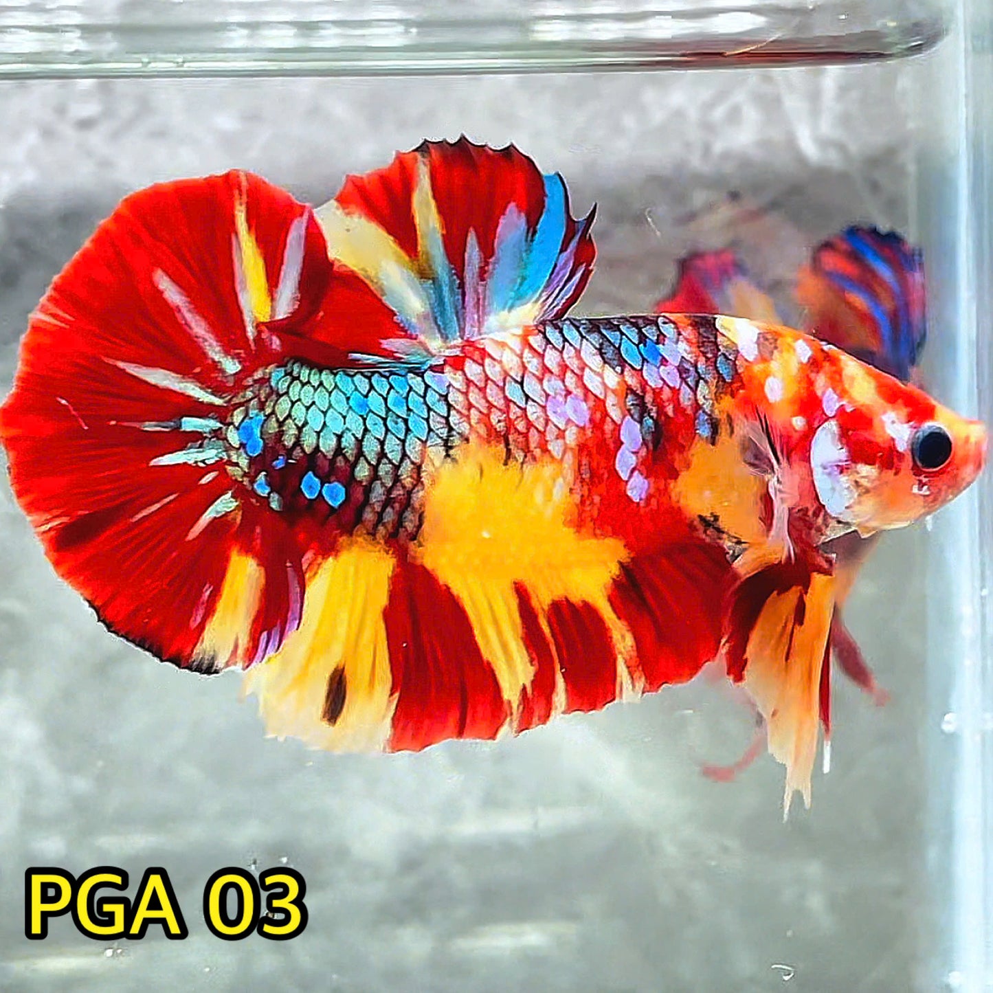 King Giant Plakat Male Betta Fish | You Pick Fish | High Grade