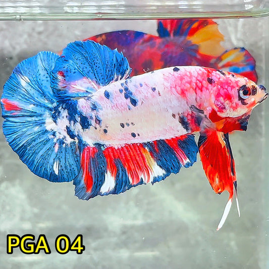 King Giant Plakat Male Betta Fish | You Pick Fish | High Grade