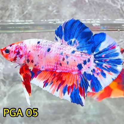 King Giant Plakat Male Betta Fish | You Pick Fish | High Grade