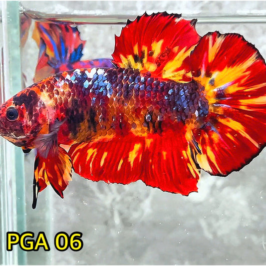 King Giant Plakat Male Betta Fish | You Pick Fish | High Grade