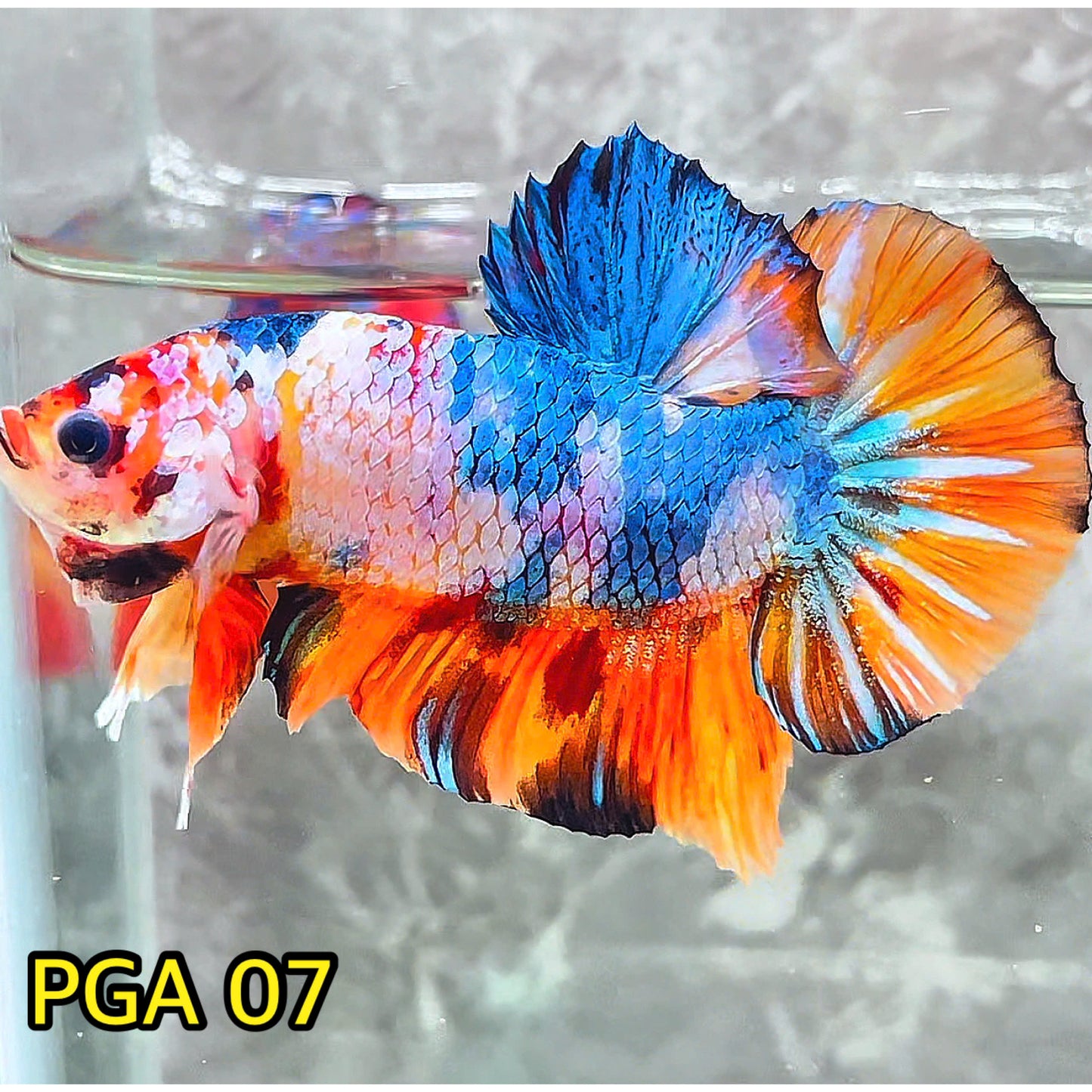 King Giant Plakat Male Betta Fish | You Pick Fish | High Grade