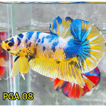 King Giant Plakat Male Betta Fish | You Pick Fish | High Grade