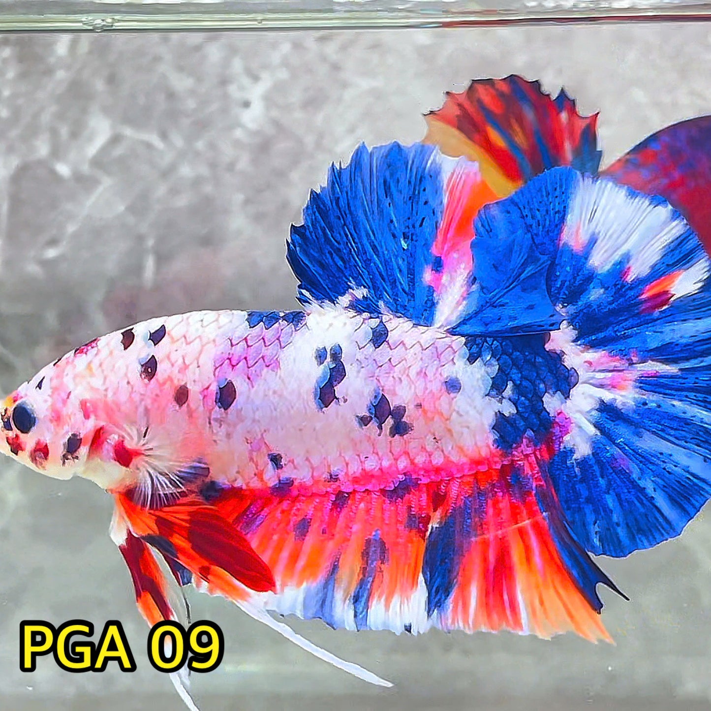 King Giant Plakat Male Betta Fish | You Pick Fish | High Grade