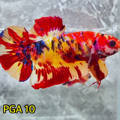 King Giant Plakat Male Betta Fish | You Pick Fish | High Grade