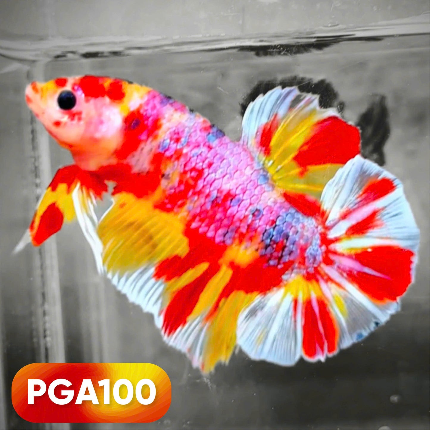 King Giant Plakat Male Betta Fish | You Pick Fish | High Grade