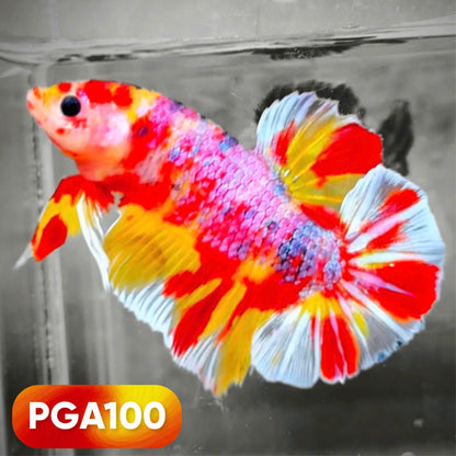 King Giant Plakat Male Betta Fish | You Pick Fish | High Grade