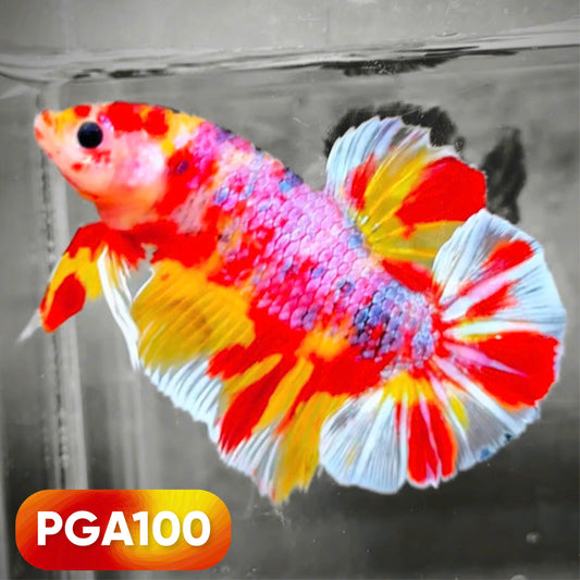 King Giant Plakat Male Betta Fish | You Pick Fish | High Grade