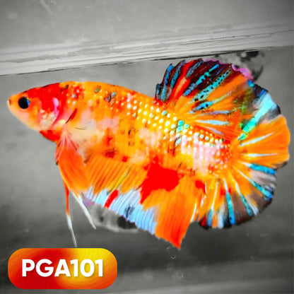 King Giant Plakat Male Betta Fish | You Pick Fish | High Grade