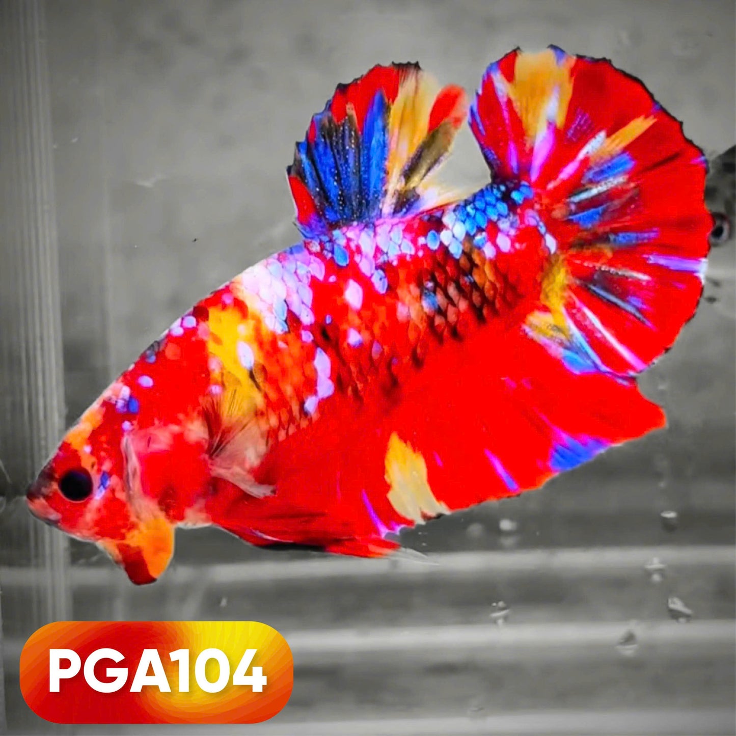 King Giant Plakat Male Betta Fish | You Pick Fish | High Grade