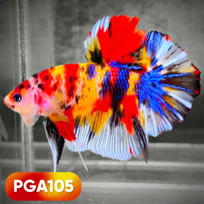 King Giant Plakat Male Betta Fish | You Pick Fish | High Grade