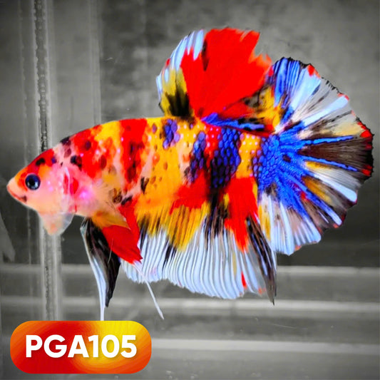 King Giant Plakat Male Betta Fish | You Pick Fish | High Grade