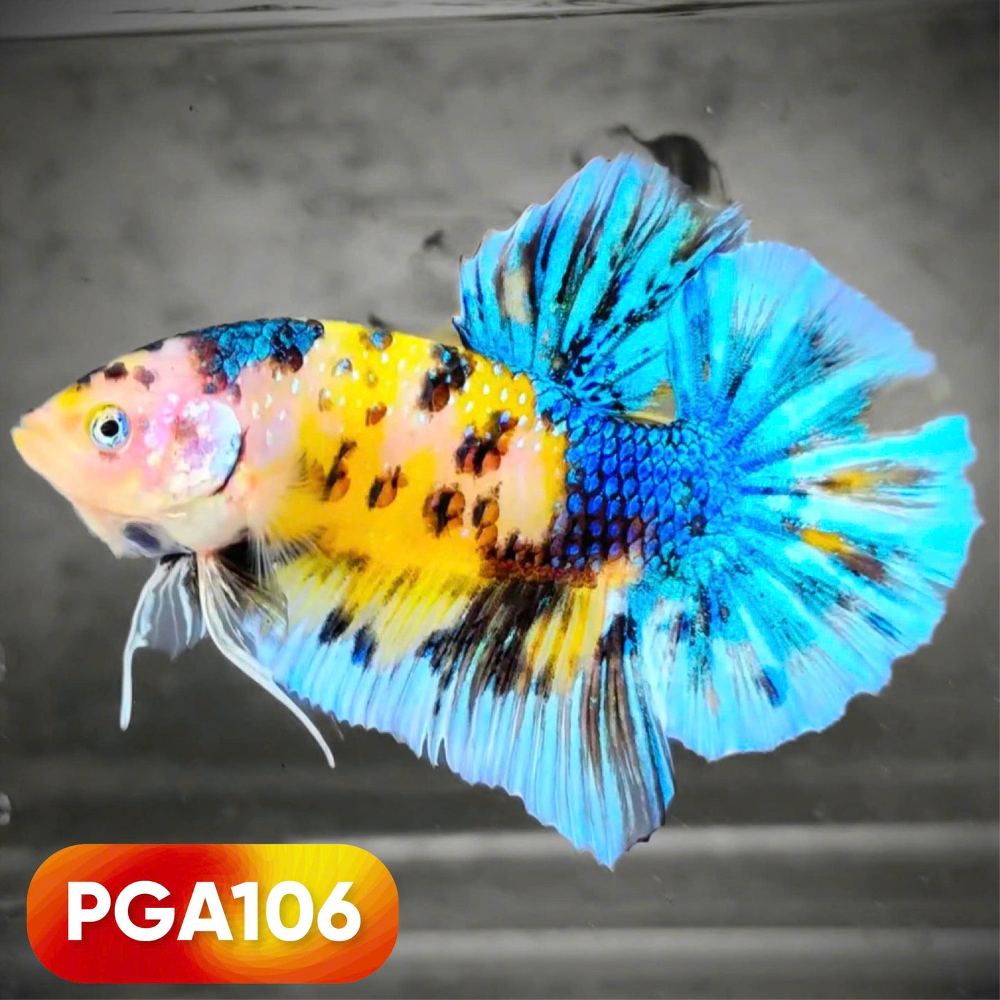 King Giant Plakat Male Betta Fish | You Pick Fish | High Grade