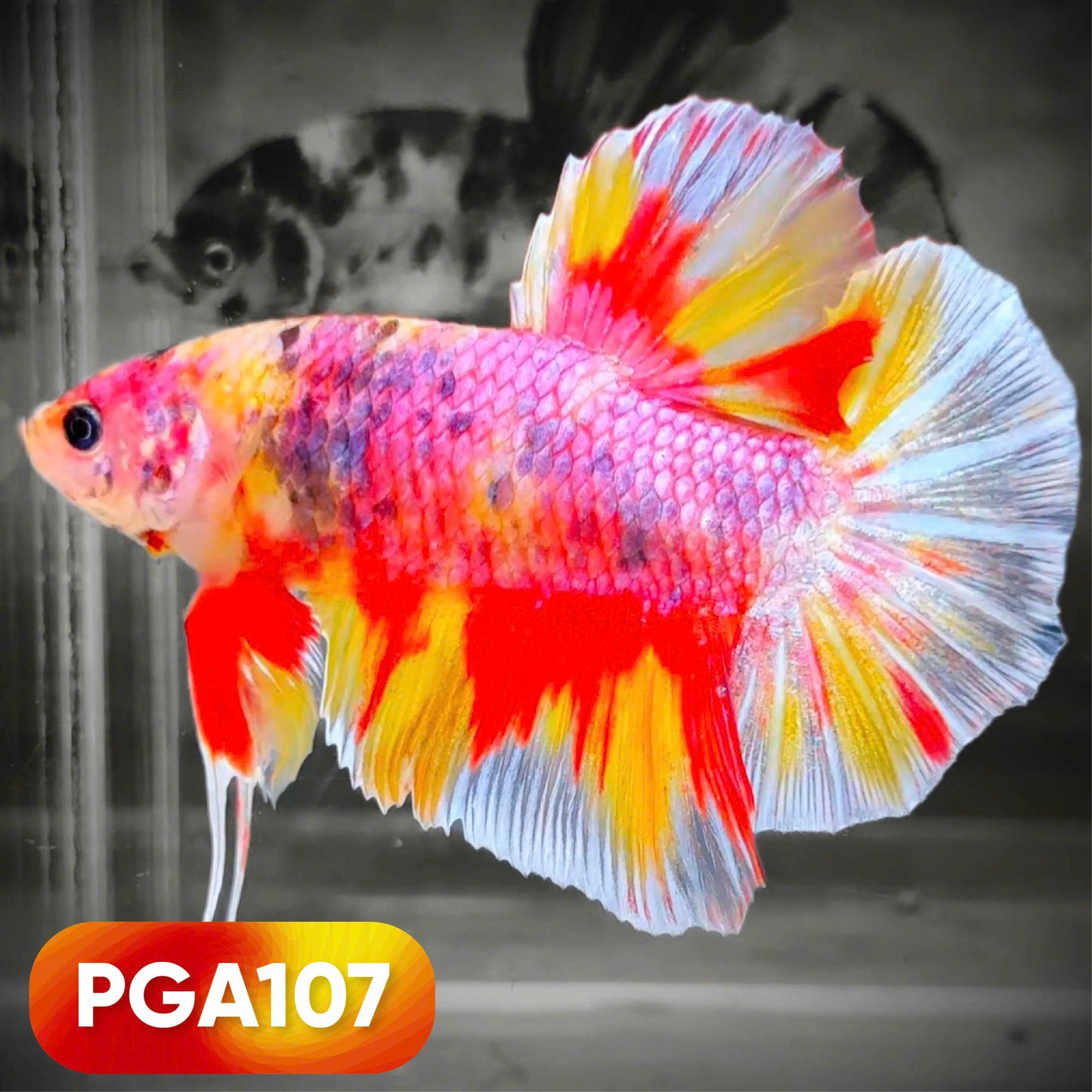 King Giant Plakat Male Betta Fish | You Pick Fish | High Grade