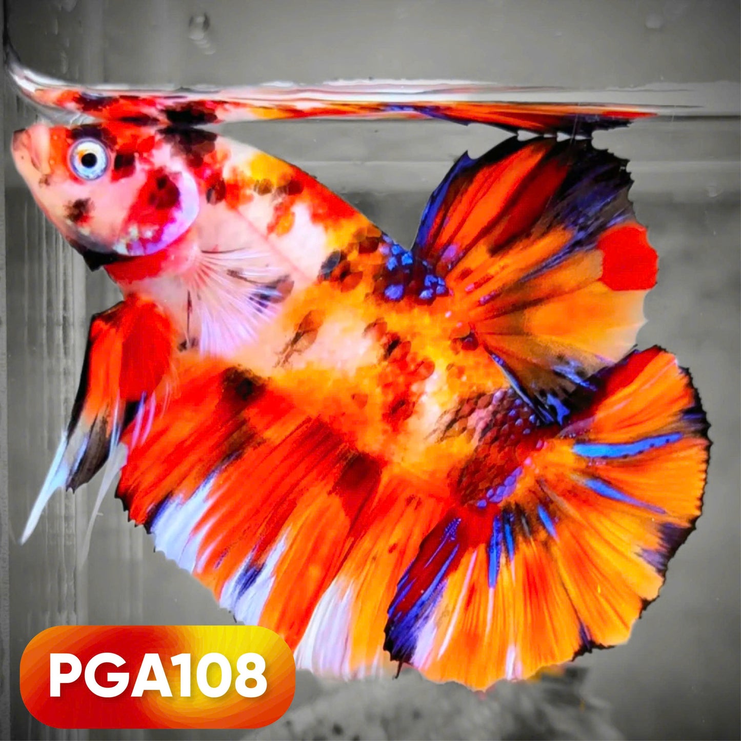 King Giant Plakat Male Betta Fish | You Pick Fish | High Grade