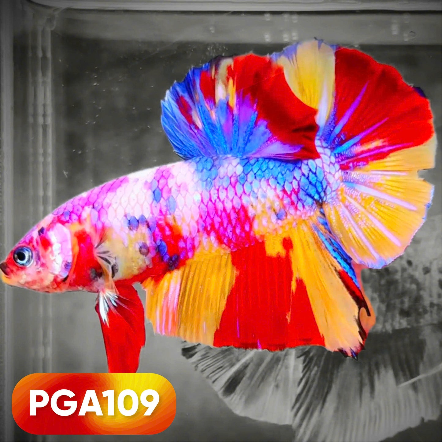 King Giant Plakat Male Betta Fish | You Pick Fish | High Grade