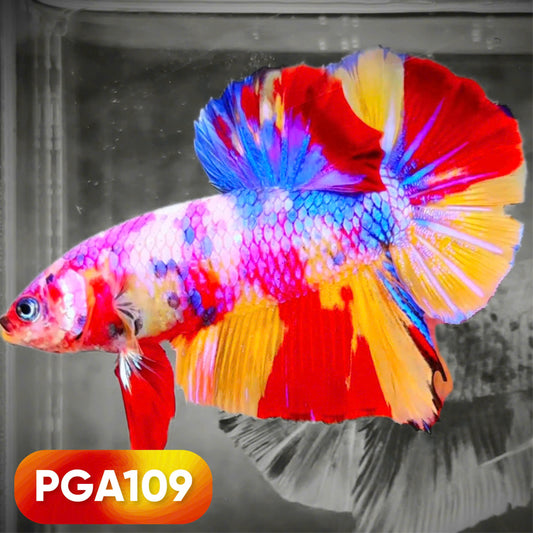 King Giant Plakat Male Betta Fish | You Pick Fish | High Grade