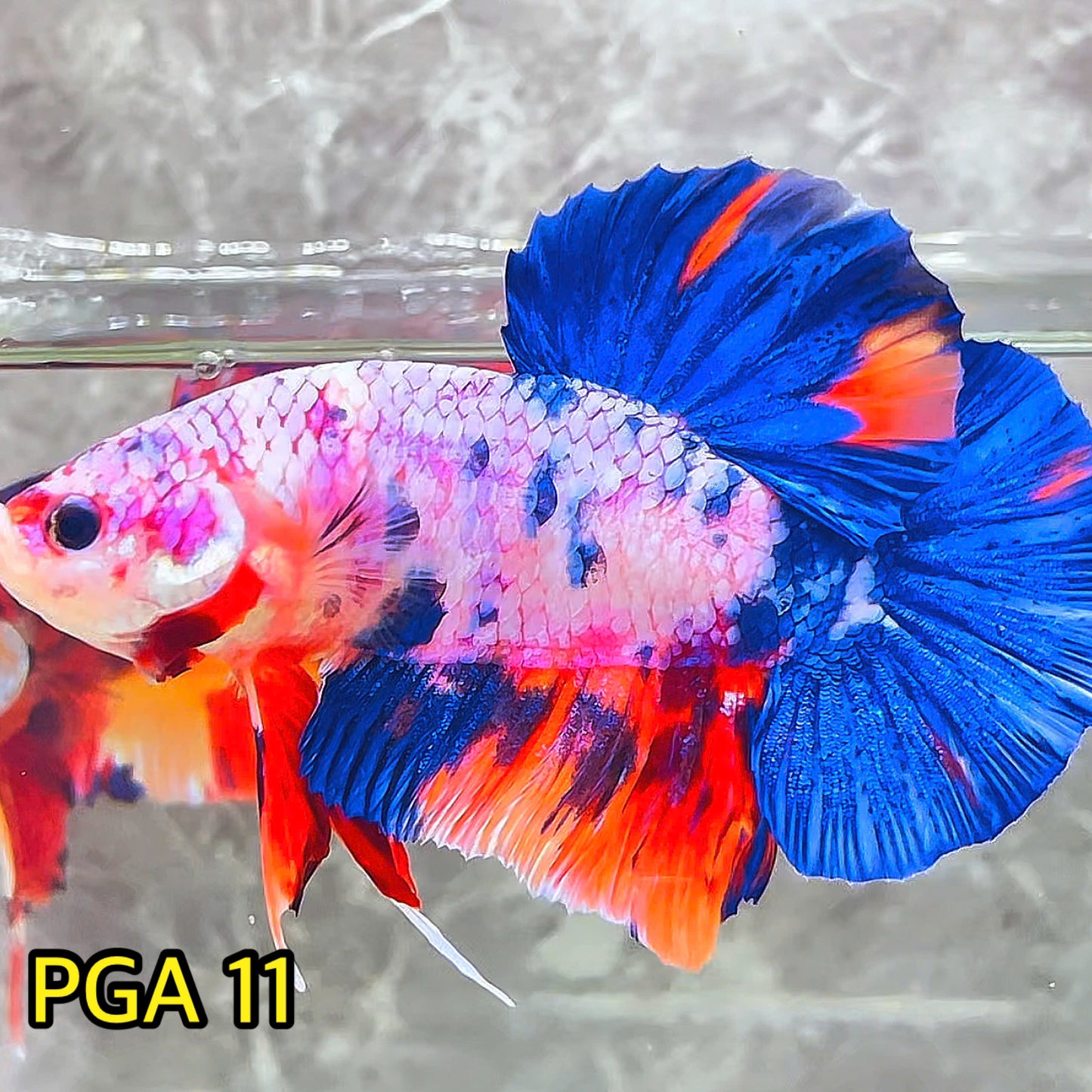 King Giant Plakat Male Betta Fish | You Pick Fish | High Grade