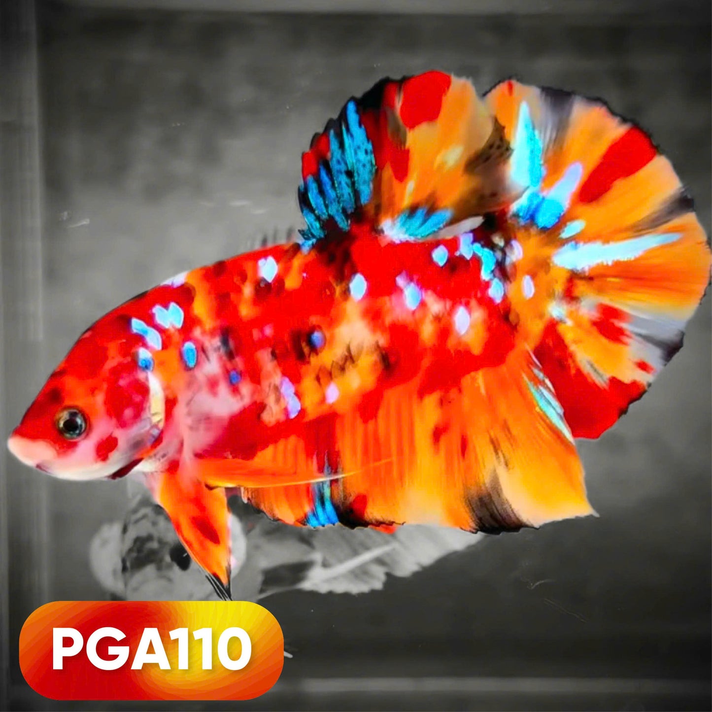 King Giant Plakat Male Betta Fish | You Pick Fish | High Grade