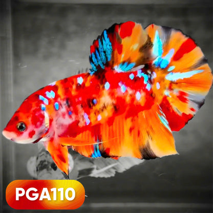 King Giant Plakat Male Betta Fish | You Pick Fish | High Grade
