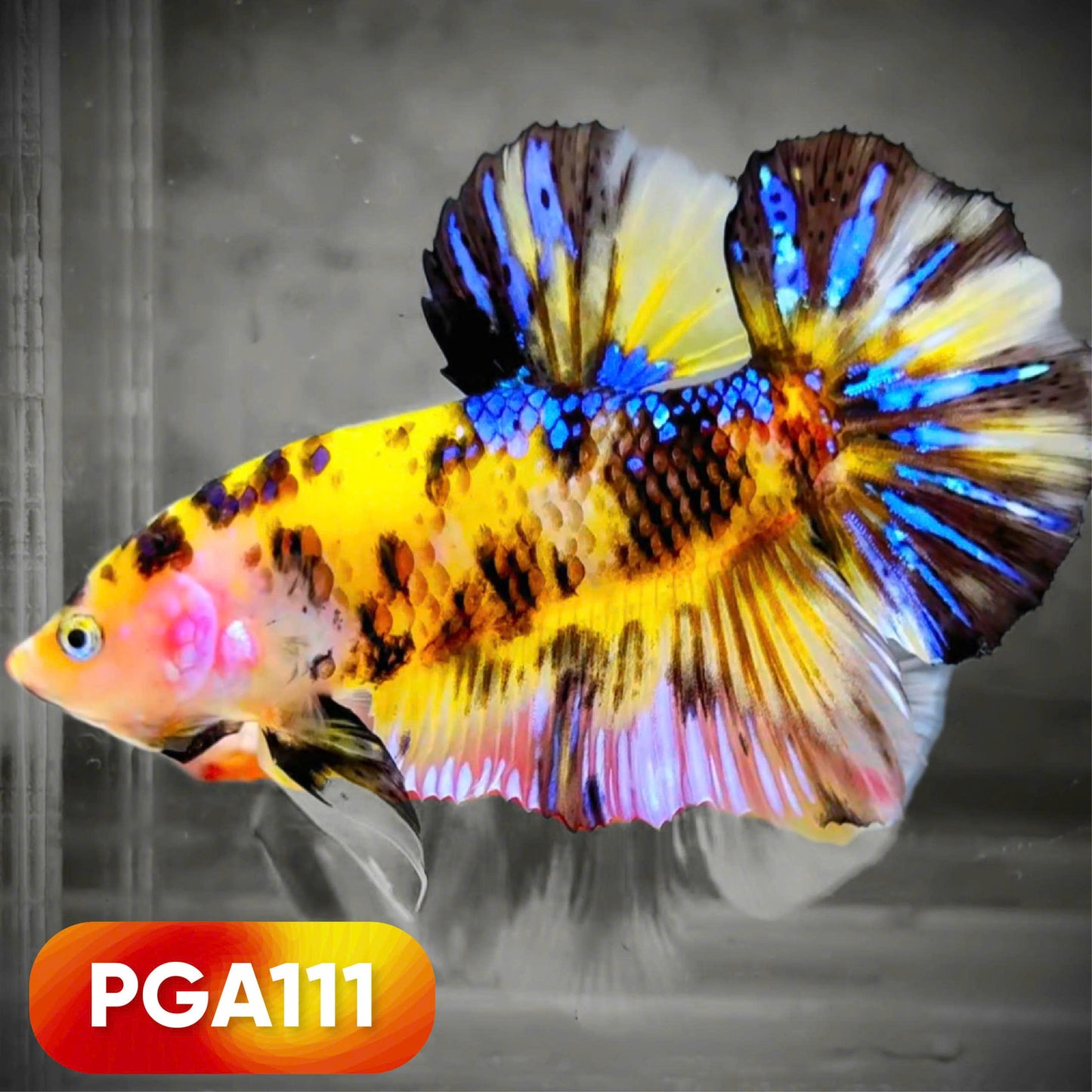 King Giant Plakat Male Betta Fish | You Pick Fish | High Grade