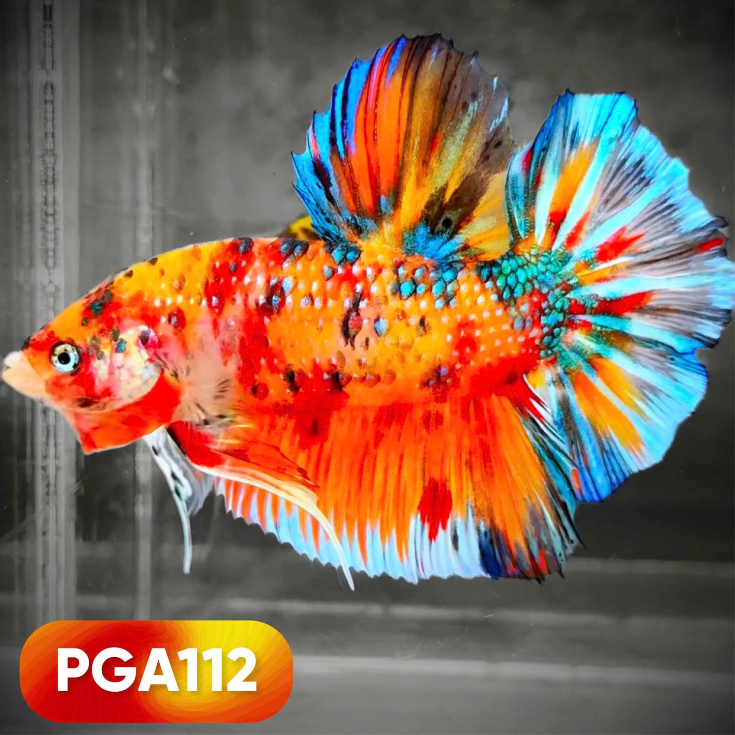 King Giant Plakat Male Betta Fish | You Pick Fish | High Grade