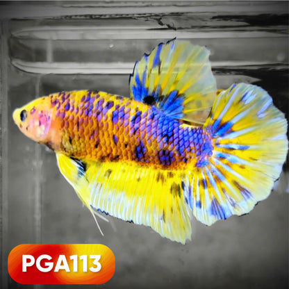 King Giant Plakat Male Betta Fish | You Pick Fish | High Grade
