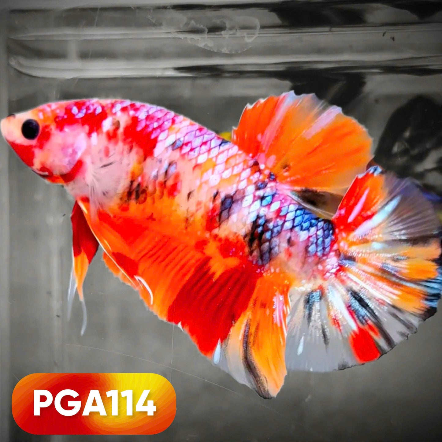 King Giant Plakat Male Betta Fish | You Pick Fish | High Grade