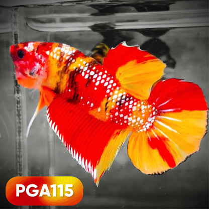 King Giant Plakat Male Betta Fish | You Pick Fish | High Grade