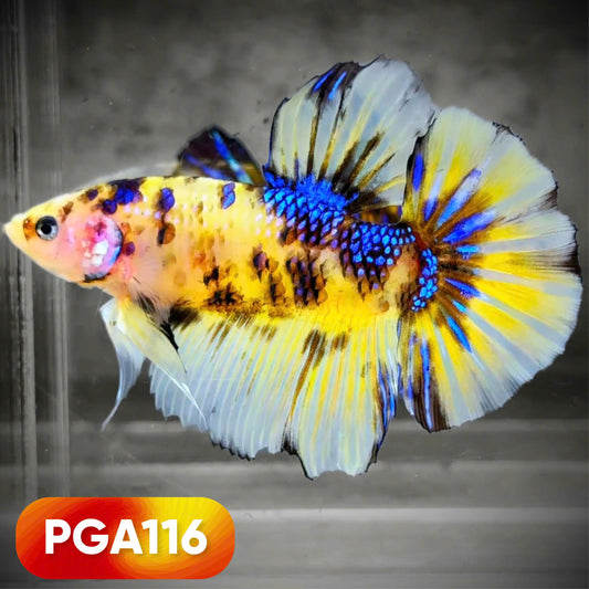 King Giant Plakat Male Betta Fish | You Pick Fish | High Grade