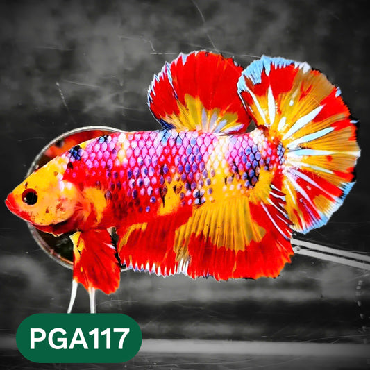 King Giant Plakat Male Betta Fish | You Pick Fish | High Grade