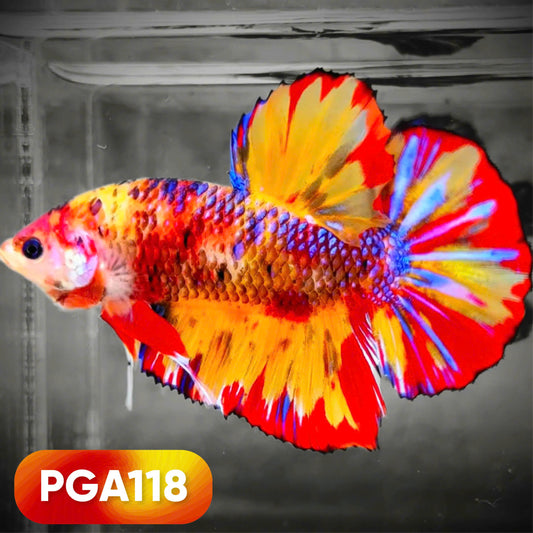 King Giant Plakat Male Betta Fish | You Pick Fish | High Grade