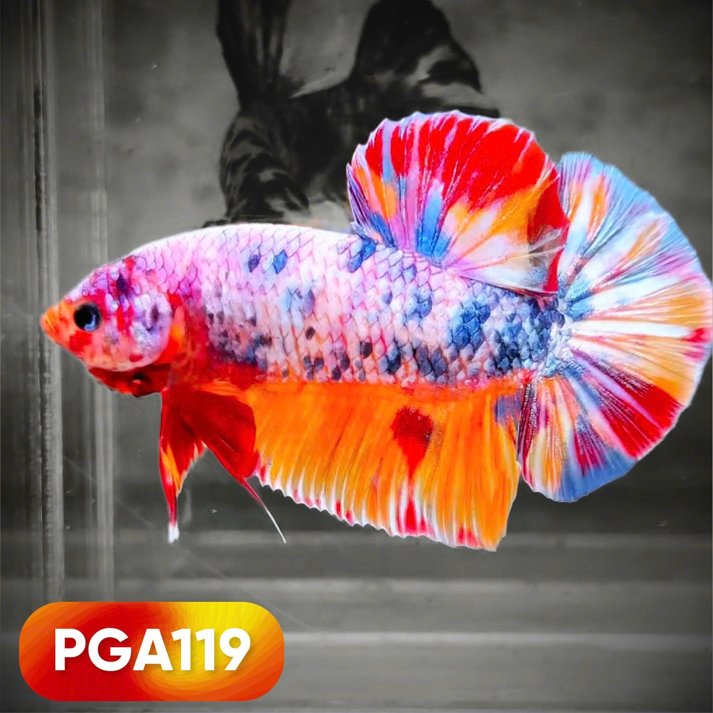 King Giant Plakat Male Betta Fish | You Pick Fish | High Grade