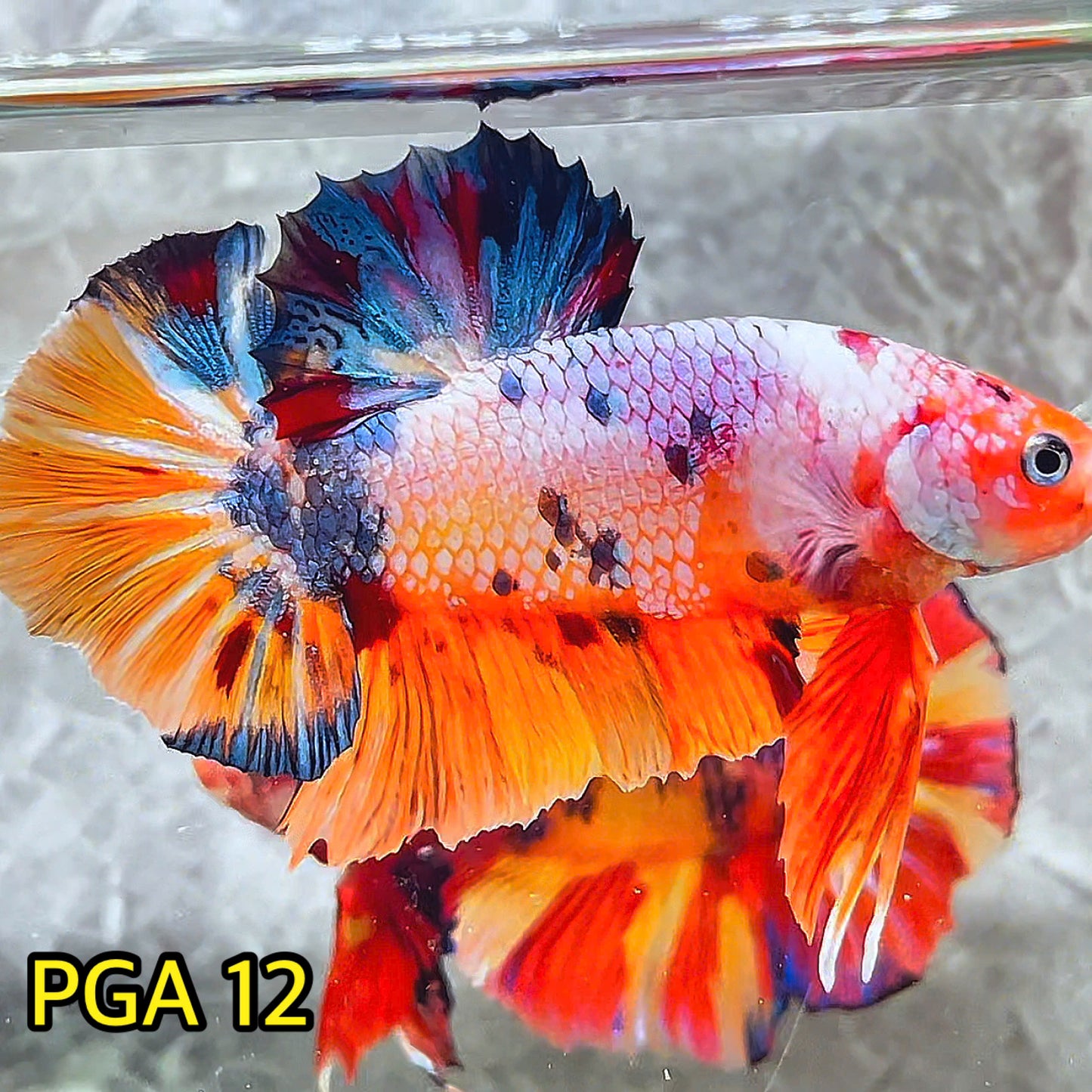 King Giant Plakat Male Betta Fish | You Pick Fish | High Grade