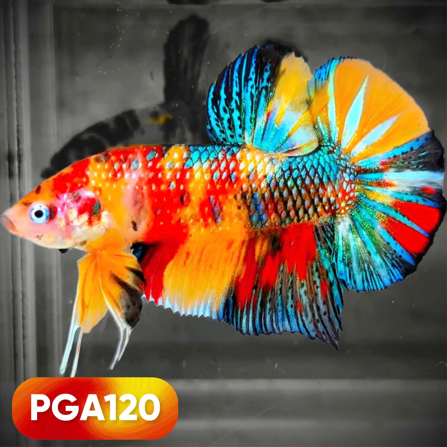 King Giant Plakat Male Betta Fish | You Pick Fish | High Grade