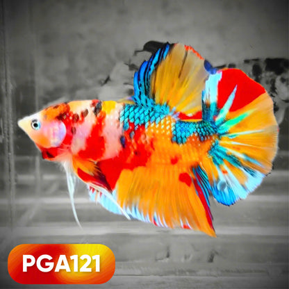 King Giant Plakat Male Betta Fish | You Pick Fish | High Grade
