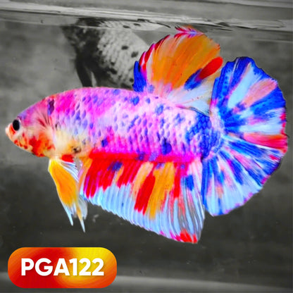 King Giant Plakat Male Betta Fish | You Pick Fish | High Grade