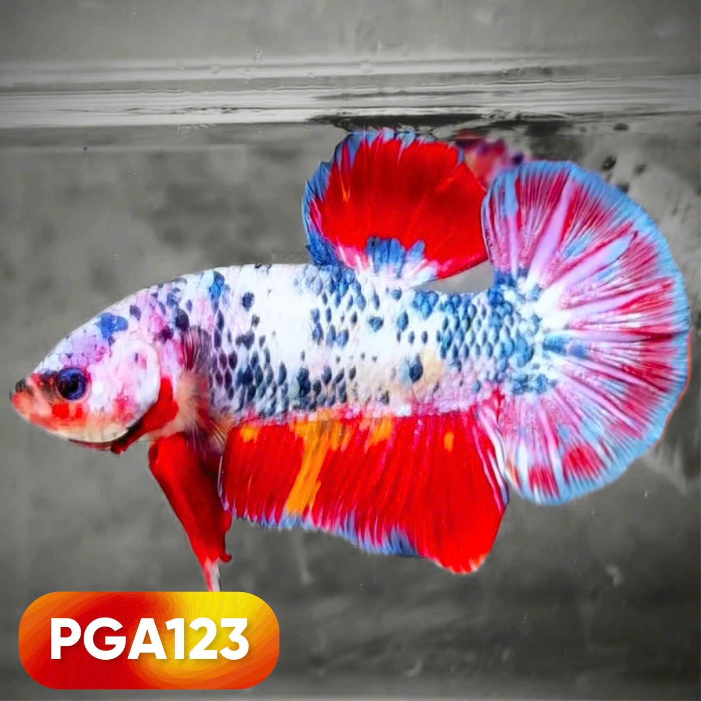 King Giant Plakat Male Betta Fish | You Pick Fish | High Grade