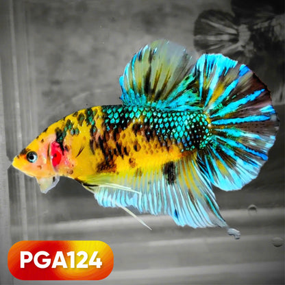 King Giant Plakat Male Betta Fish | You Pick Fish | High Grade
