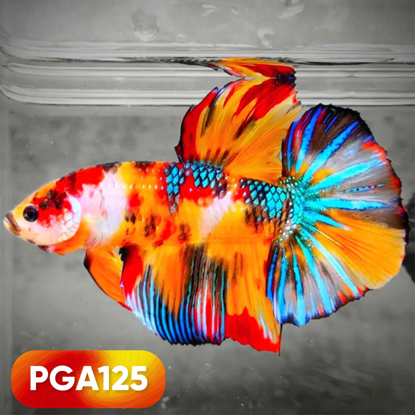 King Giant Plakat Male Betta Fish | You Pick Fish | High Grade