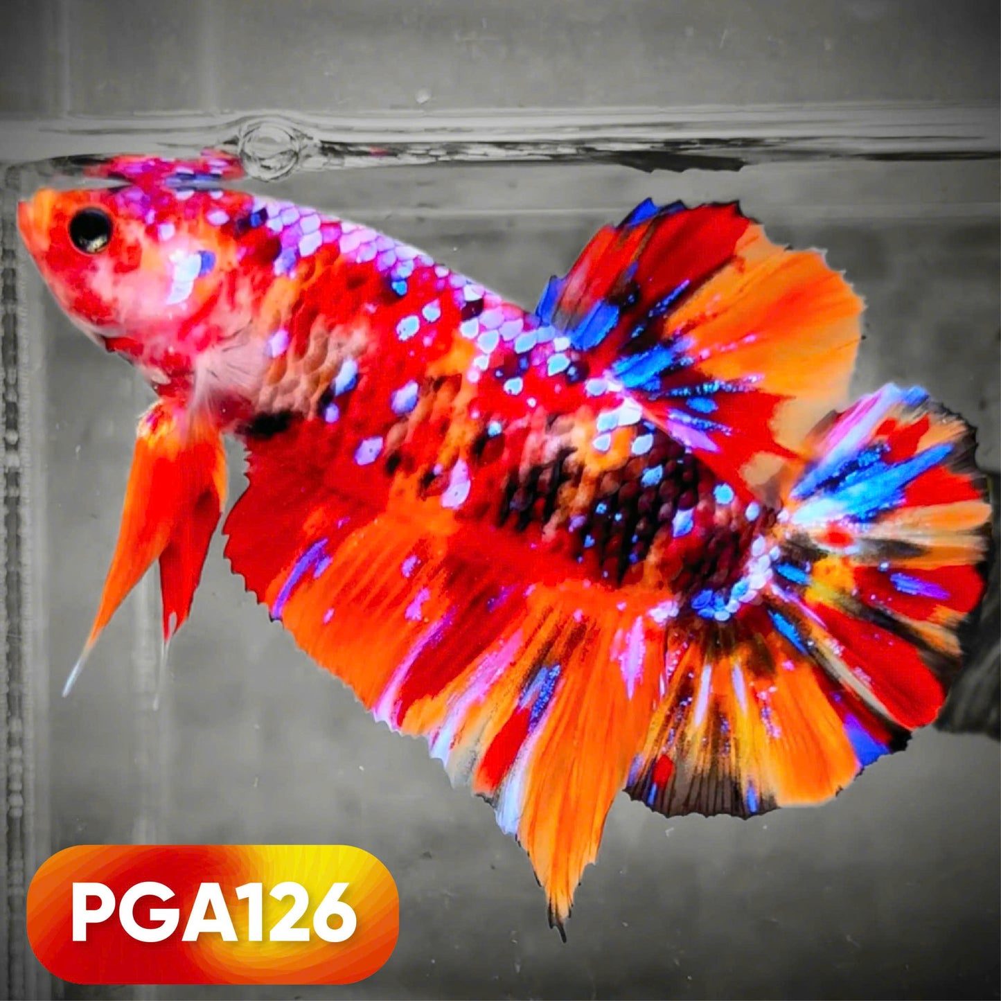 King Giant Plakat Male Betta Fish | You Pick Fish | High Grade