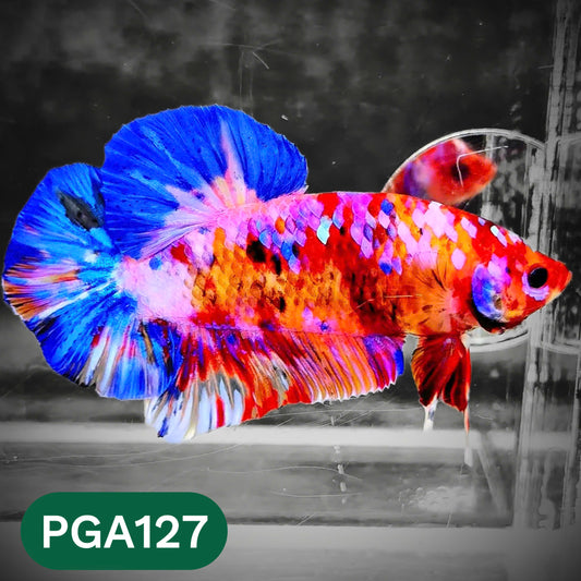 King Giant Plakat Male Betta Fish | You Pick Fish | High Grade