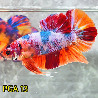 King Giant Plakat Male Betta Fish | You Pick Fish | High Grade