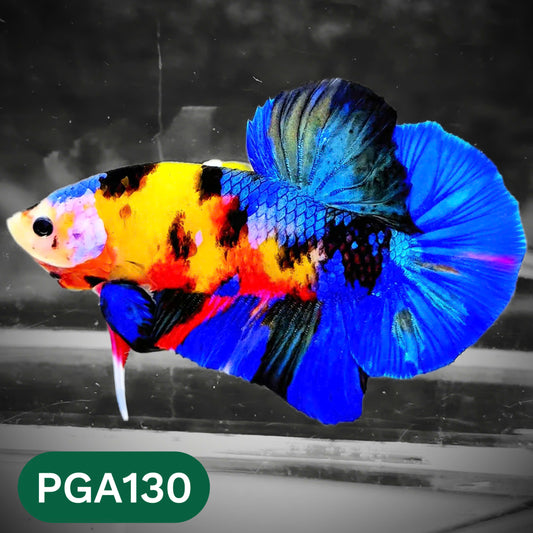 King Giant Plakat Male Betta Fish | You Pick Fish | High Grade
