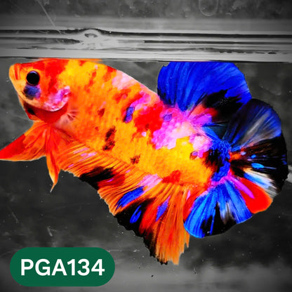 King Giant Plakat Male Betta Fish | You Pick Fish | High Grade