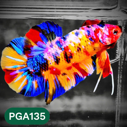 King Giant Plakat Male Betta Fish | You Pick Fish | High Grade