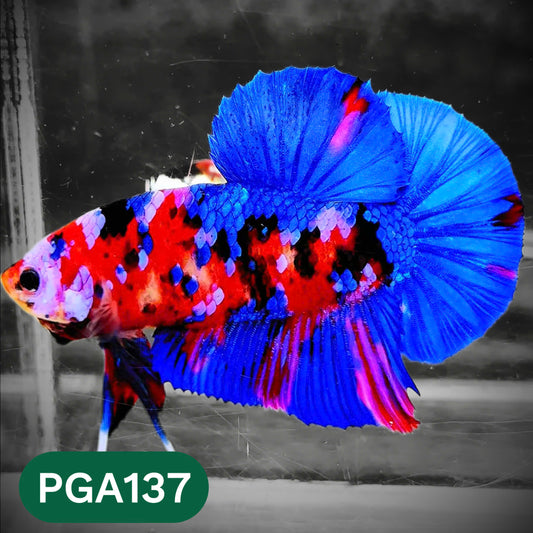 King Giant Plakat Male Betta Fish | You Pick Fish | High Grade