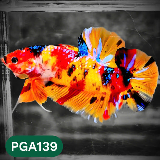 King Giant Plakat Male Betta Fish | You Pick Fish | High Grade