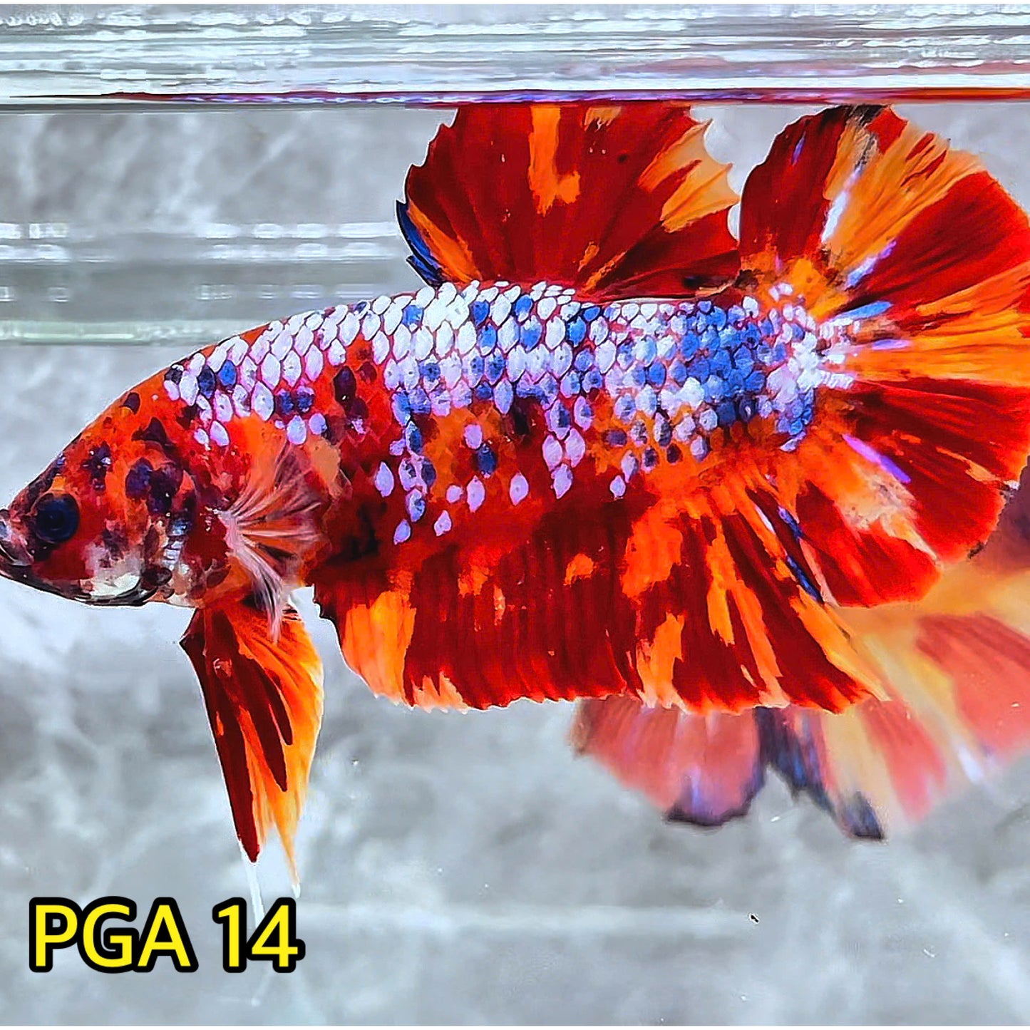 King Giant Plakat Male Betta Fish | You Pick Fish | High Grade