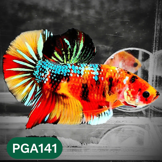 King Giant Plakat Male Betta Fish | You Pick Fish | High Grade