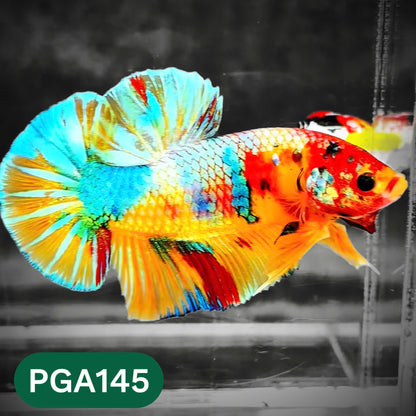 King Giant Plakat Male Betta Fish | You Pick Fish | High Grade